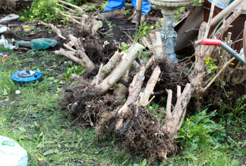 privet for bonsai
